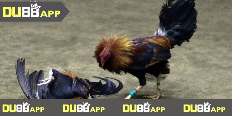 đá gà du88 Thông tin kê thủ mới nên biết khi thi đấu và theo dõi chọi kê