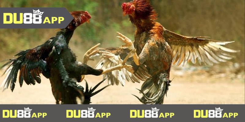 đá gà du88 Kinh nghiệm đá gà bất bại thắng quanh năm