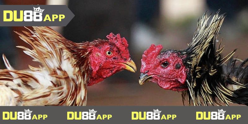 đá gà du88 Địa điểm giải trí và thư giãn thưởng cược lý tưởng